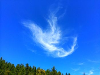 Low angle view of trees against blue sky