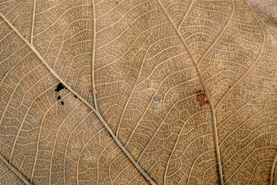 Full frame shot of leaf