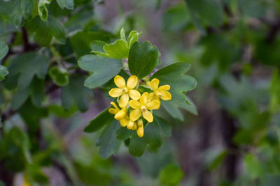 Close-up of yellow flowering plant