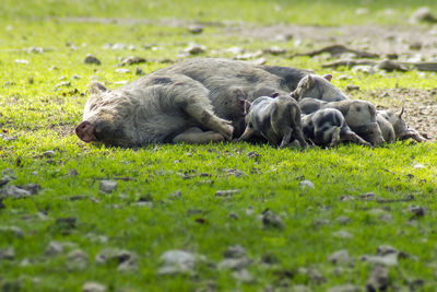 View of sheep sleeping on field