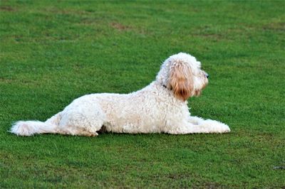 Side view of a dog lying on grass