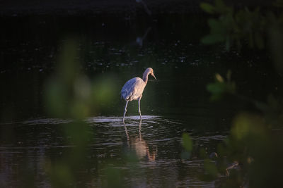 View of a bird in lake