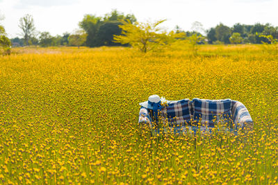 Empty sofa amidst yellow flowers on field