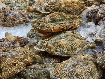 Close-up of shells on rock