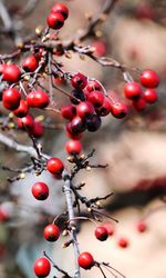 Close-up of berries growing on plant