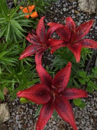 High angle view of wet red flowers