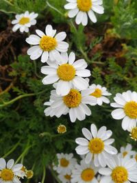 Close-up of white daisy flowers