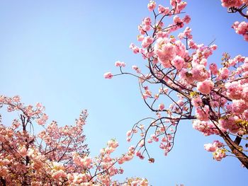 Low angle view of pink flowers blooming on tree