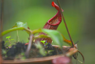 Close-up of flower buds growing outdoors