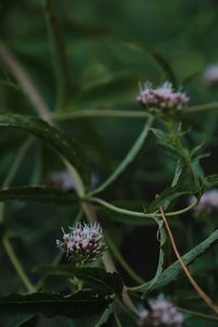 Close-up of white flowering plant