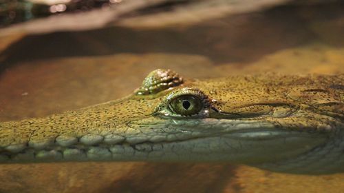 Close-up of lizard