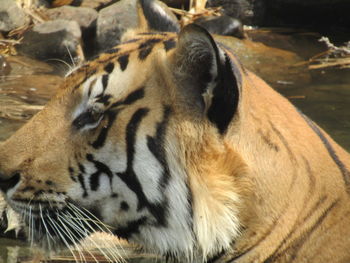 Close-up of tiger