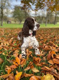 Dog on field during autumn