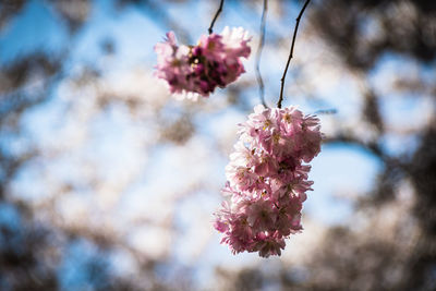 Close-up of pink cherry blossom
