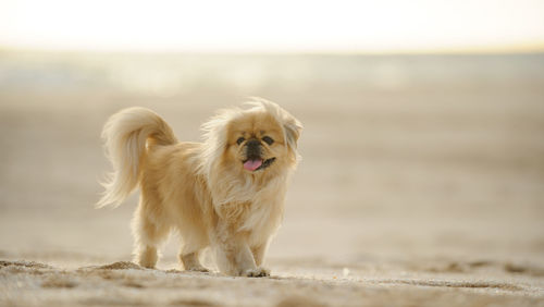 Portrait of dog on beach