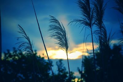 Close-up of silhouette plants on field against sunset sky