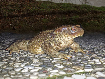 Close-up of lizard