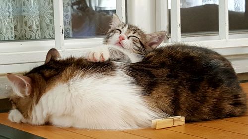 Close-up of cat lying on floor