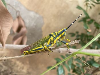 Close-up of insect on leaf