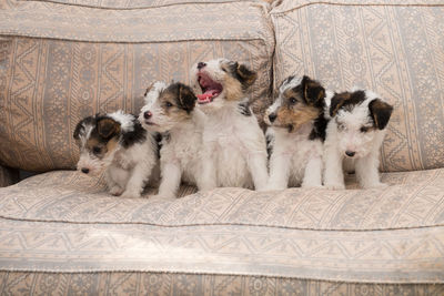 Close-up of two dogs