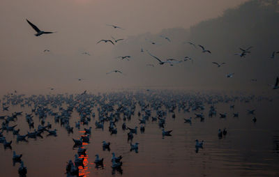 Silhouette birds flying over the lake during sunrise