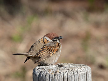 Close-up of bird perching on wooden post