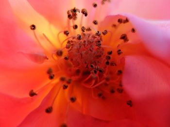 Close-up of pink flower