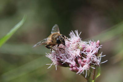 Close-up of bee pollinating on flower