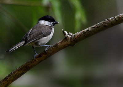 Close-up of bird perching on tree