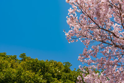 Low angle view of cherry blossom tree against blue sky