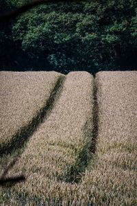 High angle view of trail on field