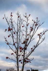 Low angle view of flowering plant against cloudy sky