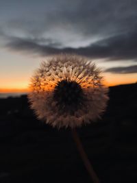 Close-up of dandelion against sky during sunset