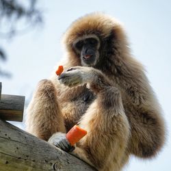 Monkey sitting on a wood