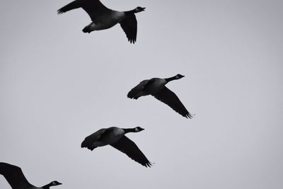 Low angle view of seagulls flying in sky