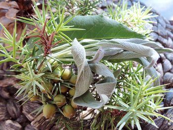 Close-up of lizard on plant