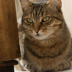 Close-up portrait of tabby cat