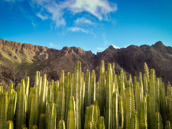 Low angle view of organ pipe cactus growing by mountain against sky