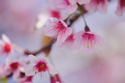 Close-up of pink cherry blossom