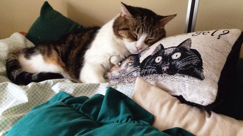 Portrait of cat lying on bed