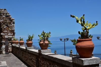 Potted plant against blue sky