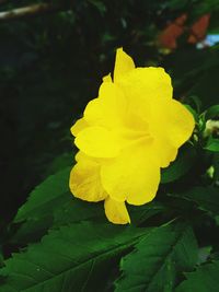 Close-up of yellow rose