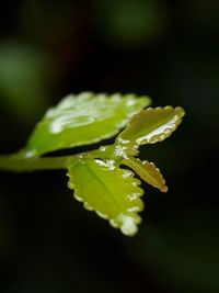 Close-up of wet leaves