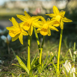 Close-up of yellow crocus blooming on field