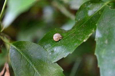 Close-up of snail on leaf