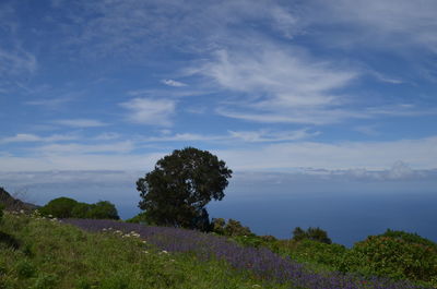 Plants and trees against sky