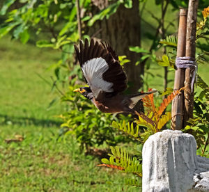 View of bird flying over wooden post