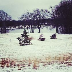 Snow covered trees on field