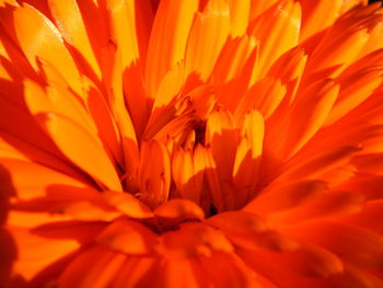 Full frame shot of orange calendula