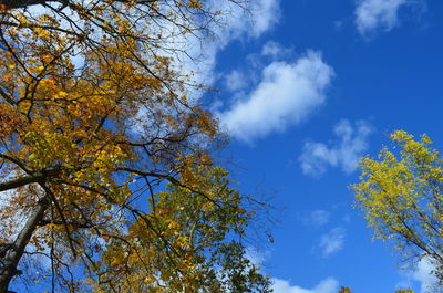 Low angle view of tree against sky